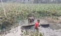 গোপালগঞ্জে ট্রাক খালে পড়ে ৪ গরুর মৃত্যু