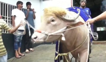 স্বরাষ্ট্রমন্ত্রীর হস্তক্ষেপে প্রাণে বাঁচল ‘ডোনাল্ড ট্রাম্প’