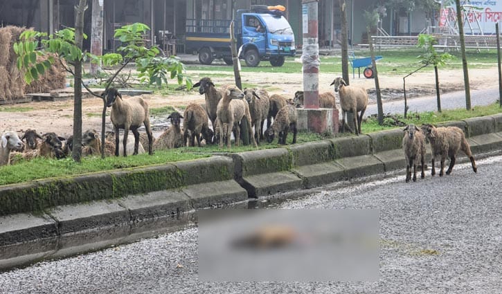 মৃত সঙ্গীর অপেক্ষায় দেড় ঘণ্টা দাঁড়িয়ে রইল ভেড়ার পাল