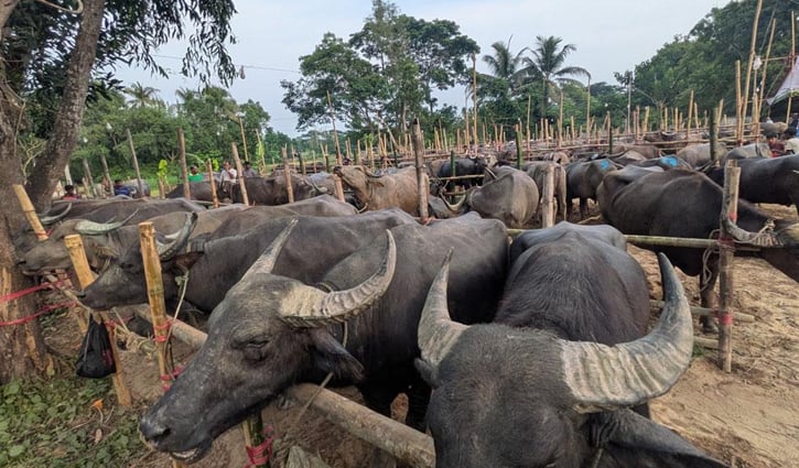 জামালপুরে মহিষের গুঁতায় প্রাণ গেল দুজনের