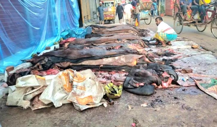 নরসিংদীতে পানির দামে বিক্রি হচ্ছে কোরবানির চামড়া