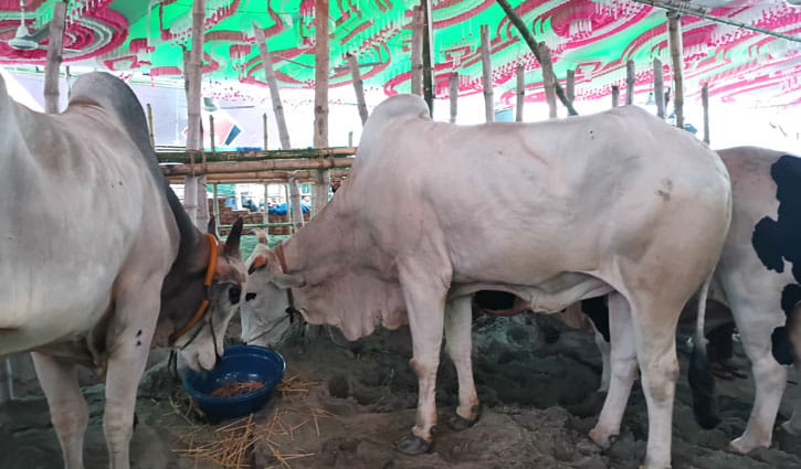 গাবতলী কাঁপাচ্ছে চার বন্ধুর ‘কেটুএন অ্যাগ্রো’র রাজকীয় গরু