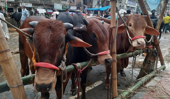 পোস্তগোলা হাটে জমজমাট বিক্রি, চাহিদায় মাঝারি গরু