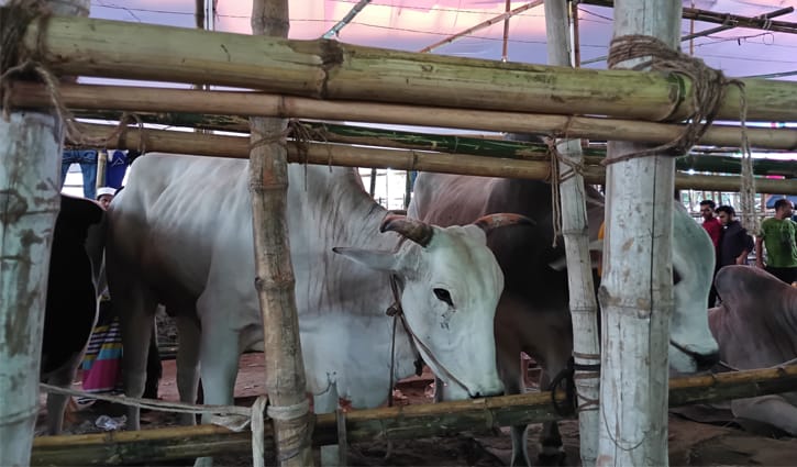 গাবতলী হাটে এখনো আসছে পশু, ক্রেতার অপেক্ষা