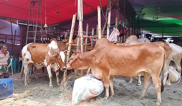 দাম শুনে চলে যাচ্ছেন ক্রেতা, জমে ওঠেনি গাবতলী পশুর হাট