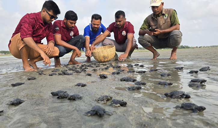 ১৬৩টি কচ্ছপের বাচ্চা উদ্ধারের পর অবমুক্ত 