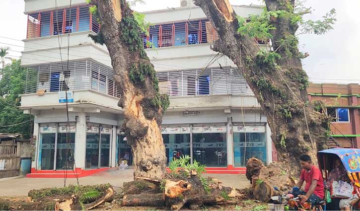শুকনো ডাল কাটার অনুমতি নিয়ে শতবর্ষী গাছ কর্তন